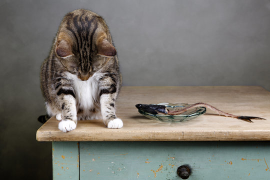 Katze und Hering