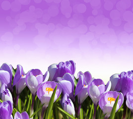 Frühlingsbote Krokus violetter Hintergrund