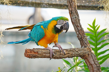 Macaws
