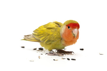 agapornis eating pipes