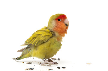 agapornis eating pipes