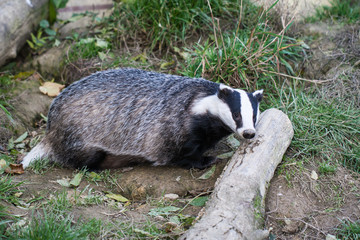 Badger © Stephan Morris 