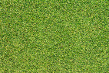 green grass texture from golf course