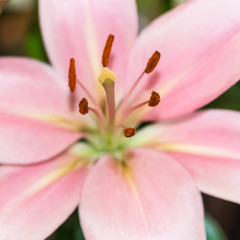 Fototapeta premium Oriental Lily