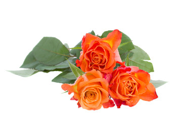 Fototapeta premium three orange roses