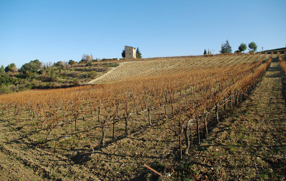 campagne proven&ccedil;ale - buisson