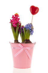 Colorful Hyacinths in pink bucket