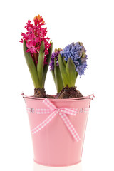 Colorful Hyacinths