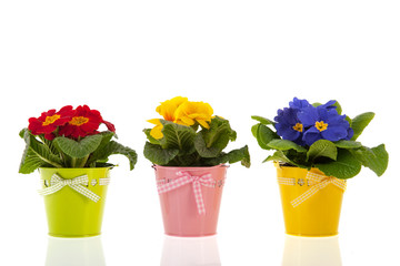 Colorful Primroses