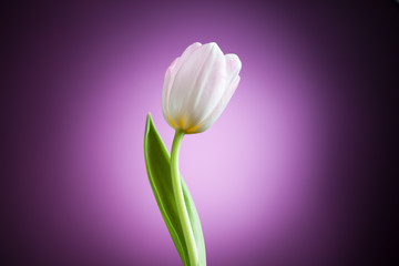 tulip flower on purple background