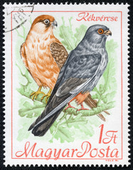 stamp printed by Hungary, shows Red-footed falcon