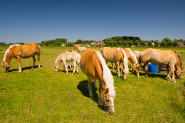 Naklejka na ściany i meble Młode konie w holenderski krajobraz