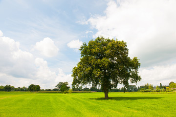 Fototapeta na wymiar Pojedyncze drzewa w zielone łąki