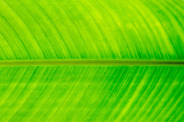 green leaf
