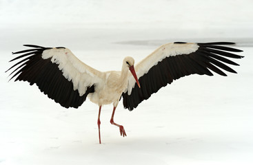 Storks