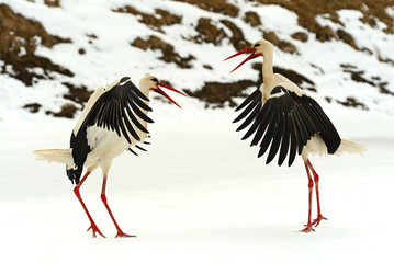 Storks
