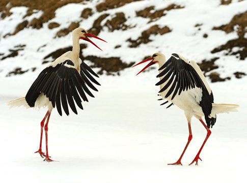 Storks © kyslynskyy