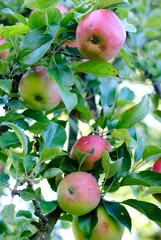 apple tree