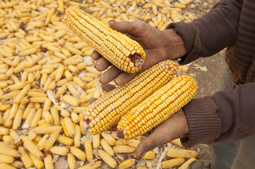 dry corn