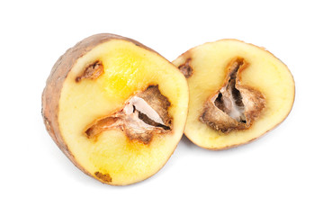 Potatoes infected with fungal disease