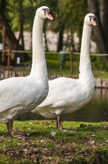 swans