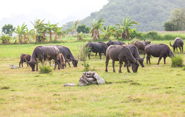 Fototapeta na wymiar Thai buffalo