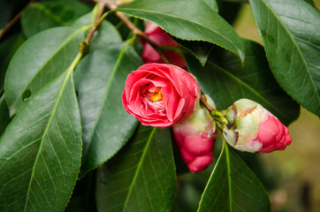 Pianta e fiore di Camellia - Plant and Flower Camellia