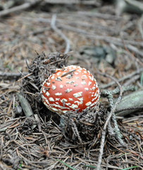 Red toadstool in forest