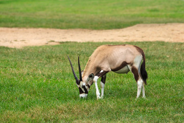 Naklejka na ściany i meble Gemsbok lub gemsbuck (Oryx Gazella) jedzenia trawy na łące
