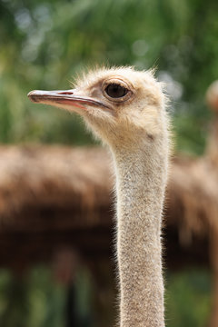 Ostrich head (Struthio camelus) watching for something