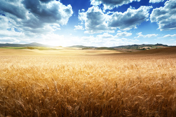 Obraz premium barley hills Tuscany, Italy