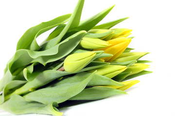 Obraz premium gelbe Tulpen,