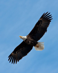 Fototapeta na wymiar Krzycząc Bald Eagle szybuje nad głową