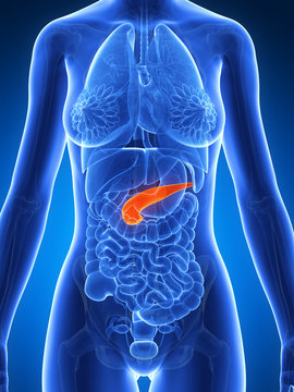 3d rendered illustration of the female anatomy - pancreas