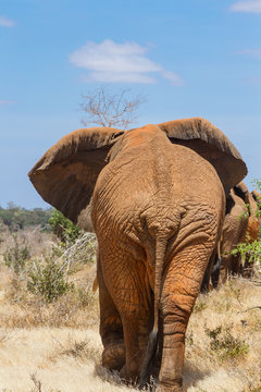 Fototapeta rear view of an elephant