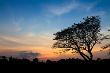 Silhouette of tree at twilight