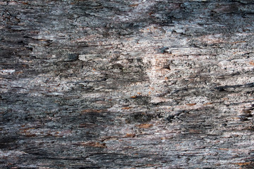 Bark texture