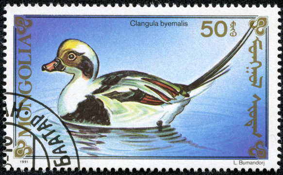 stamp printed by Mongolia, shows duck