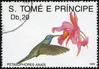stamp printed in S.Tome E Principe shows petasophores anais