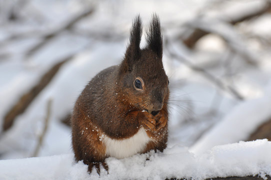 Eichh&ouml;rnchen