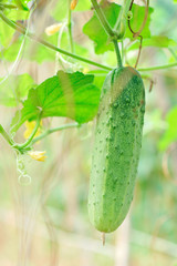 green cucumber grow