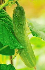 green cucumber grow