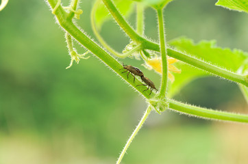 insect in cucumber vine