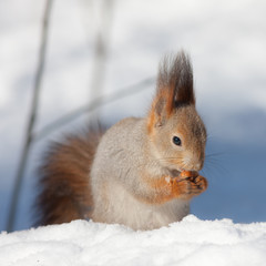 squirrel on the snow