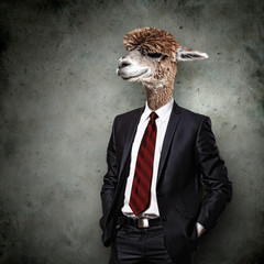 Portrait of a funny camel in a business suit