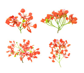 Peacock flowers