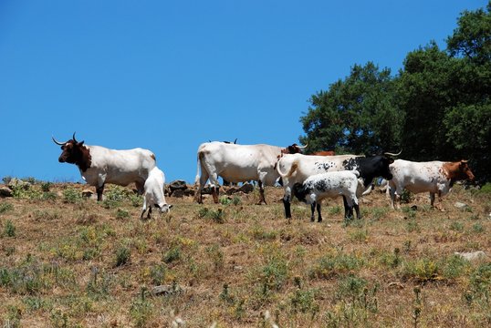 Cattle in field, Andalusia, Spain © Arena Photo UK