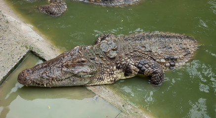 big crocodile
