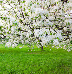 Fototapeta premium Kwitnące jabłonie nad błyszczącym niebieskim niebem w wiosna parku