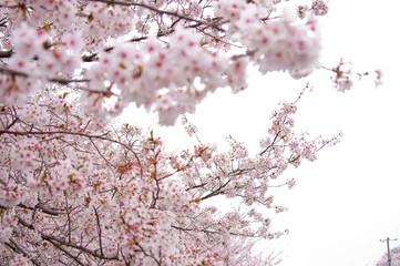 満開の桜